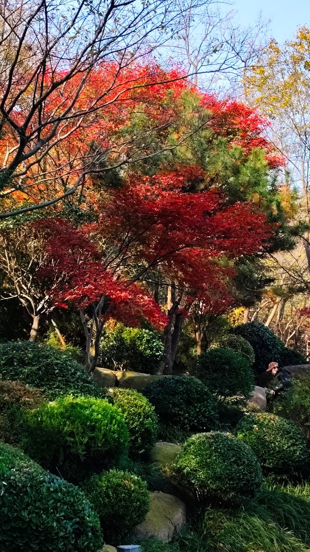 秋日青島楓葉秘境 秋日青島楓葉秘境