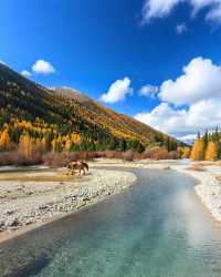 亞拉雪山·神山聖湖邂逅 | 川西秋日天花板,闖入藏地白牦牛的童話