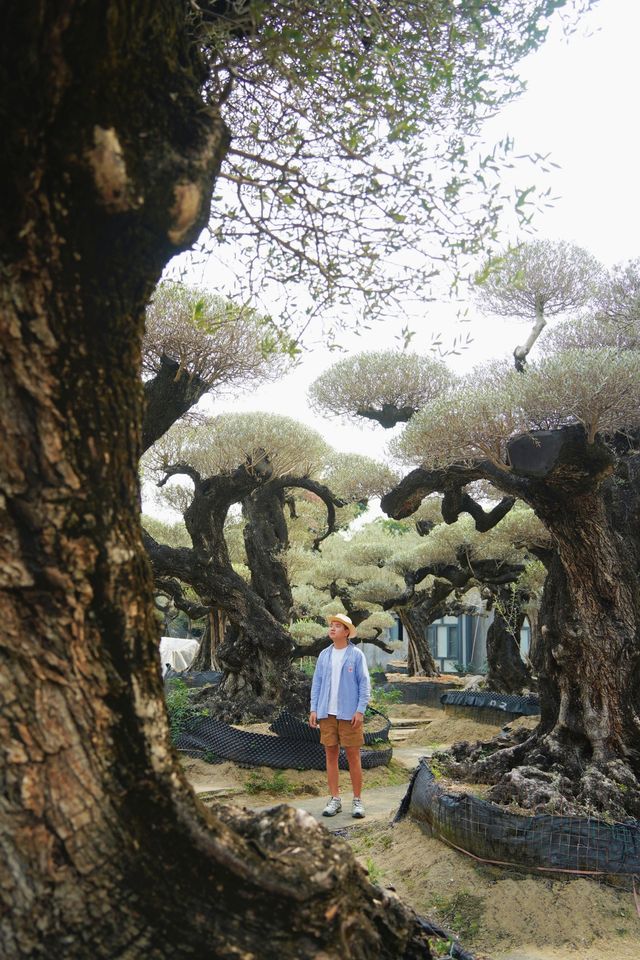 大膽預測這片奇幻森林將成為廣佛新頂流