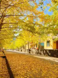 一葉知秋廣東省內只有這裡的銀杏蕞美