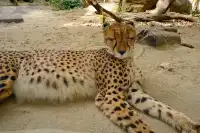 30歲小登一人5h 免門票遊上海野生動物園