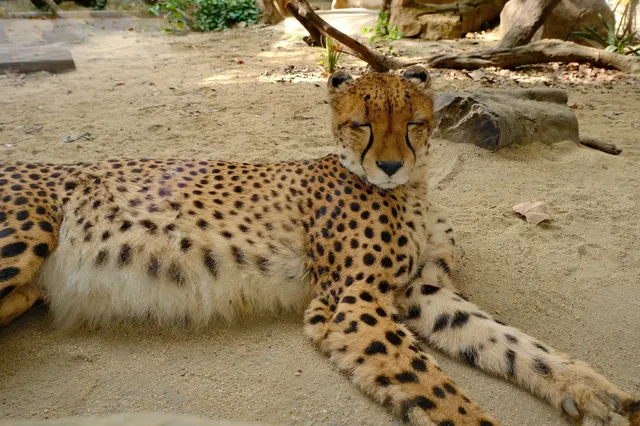 30歲小登一人5h 免門票遊上海野生動物園 30歲小登一人5h 免門票遊上海野生動物園