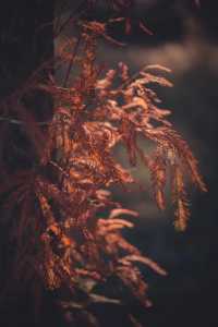 紅楓林裡看泉州