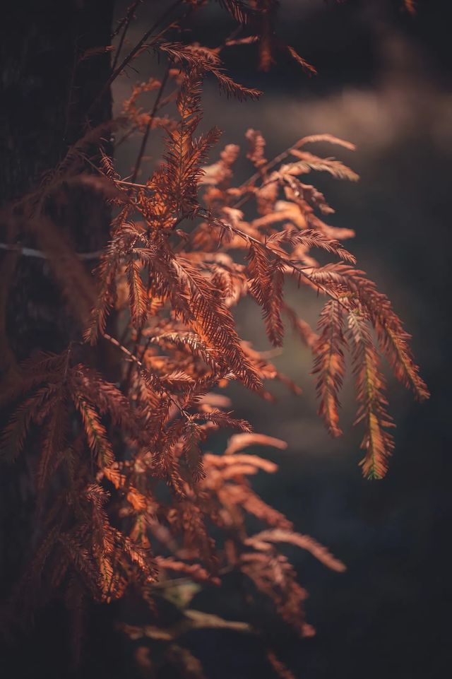 紅楓林裡看泉州