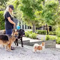 Brick Bay · 和毛孩子的森林時光