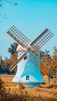 泉州秋日限定落羽杉紅了!這抹金黃必打卡