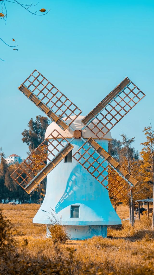 泉州秋日限定落羽杉紅了!這抹金黃必打卡 泉州秋日限定落羽杉紅了!這抹金黃必打卡