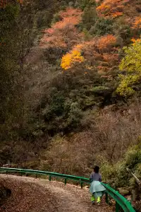 平武老河溝|小眾彩林秘境徒步全攻略