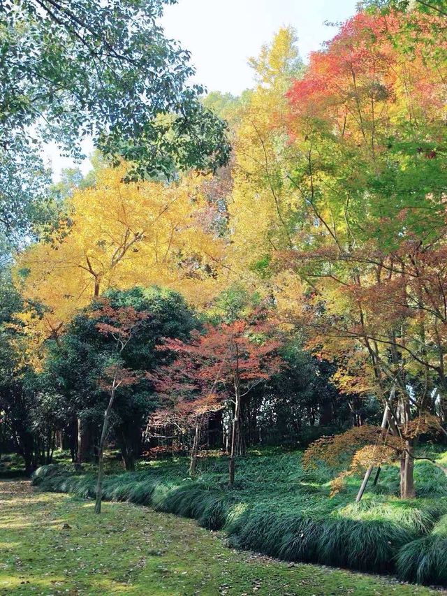 別擠瑞金!東郊賓館藏秋日秘境 免費好拍人超少 別擠瑞金!東郊賓館藏秋日秘境 免費好拍人超少