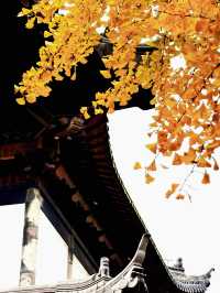 上海追秋 千年銀杏+元代古寺|真如寺打卡全攻略