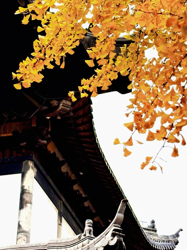 上海追秋 千年銀杏+元代古寺|真如寺打卡全攻略 上海追秋 千年銀杏+元代古寺|真如寺打卡全攻略