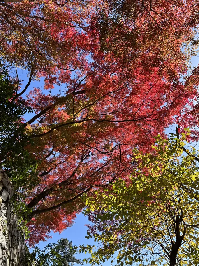 莫干山的正確打開方式 莫干山的正確打開方式