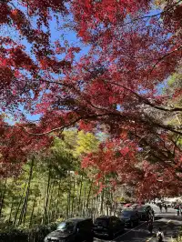 2025.11.29 實況| 莫干山賞楓一日遊攻略
