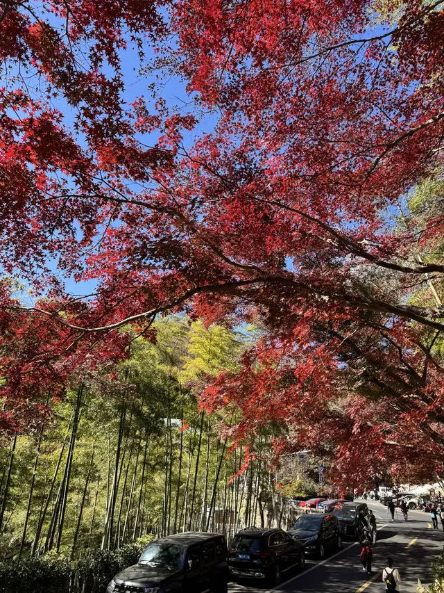 2025.11.29 實況| 莫干山賞楓一日遊攻略