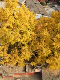 錯過三星堆!卻遇見1700歲的銀杏神仙眷侶