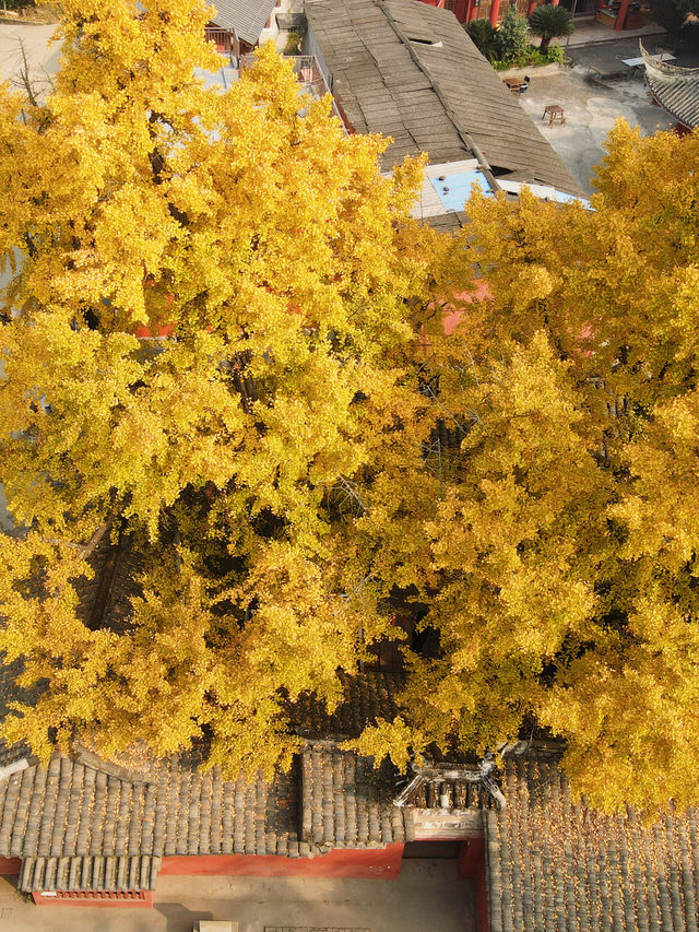 錯過三星堆!卻遇見1700歲的銀杏神仙眷侶 錯過三星堆!卻遇見1700歲的銀杏神仙眷侶