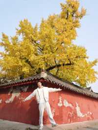 錯過三星堆!卻遇見1700歲的銀杏神仙眷侶