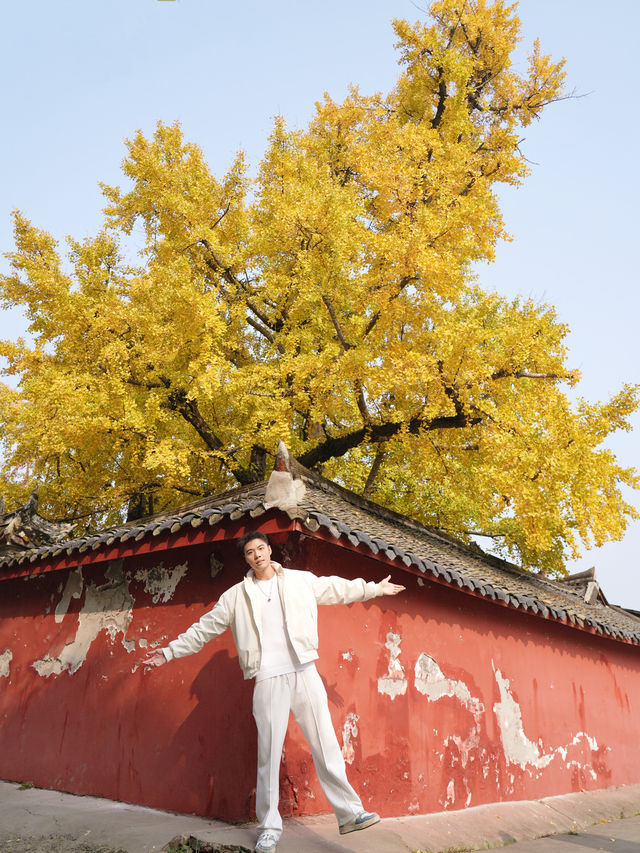 錯過三星堆!卻遇見1700歲的銀杏神仙眷侶 錯過三星堆!卻遇見1700歲的銀杏神仙眷侶