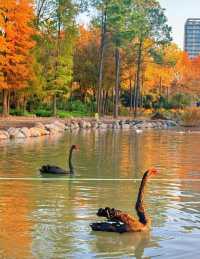 上海世紀公園週末漫遊指南免費賞秋絕美勝地