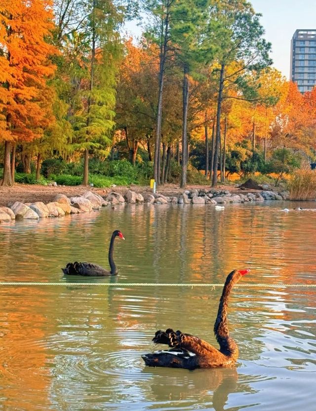 上海世紀公園週末漫遊指南免費賞秋絕美勝地 上海世紀公園週末漫遊指南免費賞秋絕美勝地