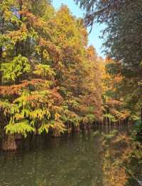 肇慶星湖絕美秋色 黃葉紅杉驚艷整個秋天!