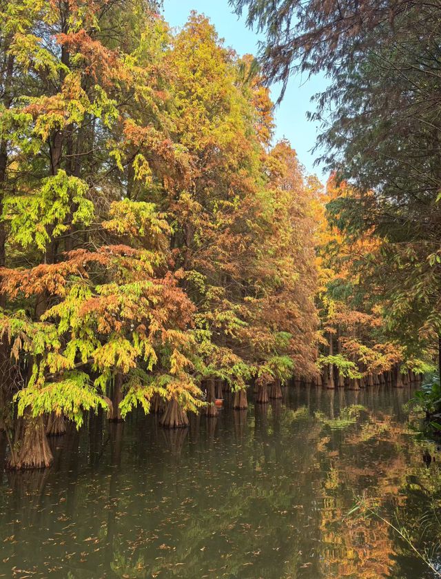 肇慶星湖絕美秋色 黃葉紅杉驚艷整個秋天! 肇慶星湖絕美秋色 黃葉紅杉驚艷整個秋天!