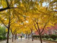 又一個公園透綠