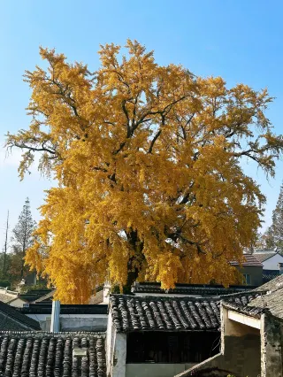 The ginkgo trees in Suzhou City in late autumn are truly beautiful