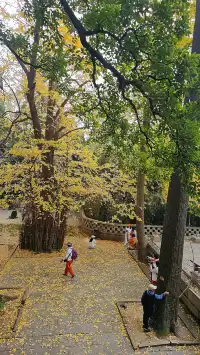崂山太清線|一日遊攻略 & 吸貓聖地