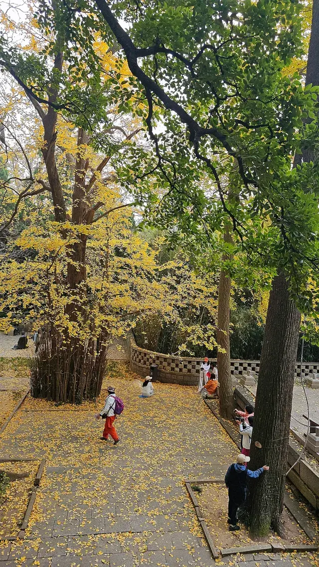 崂山太清線|一日遊攻略 & 吸貓聖地 崂山太清線|一日遊攻略 & 吸貓聖地