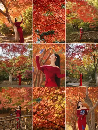 Dyed by the autumn breeze, attend a red maple leaf rendezvous