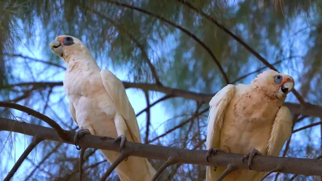 被譽為「海底熱帶雨林」-澳大利亞大堡礁
