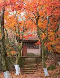 莫干山秋日秘境 | 紅杉林染盡山色