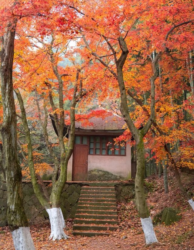 莫干山秋日秘境 | 紅杉林染盡山色 莫干山秋日秘境 | 紅杉林染盡山色