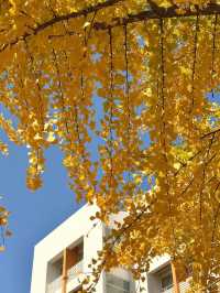 從文林街的銀杏黃到夢景遇見的深藍夜