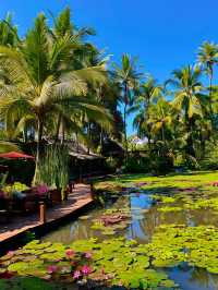 琅勃拉邦蓮花餐廳,像在油畫裡用餐