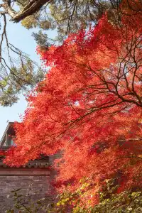 揚州的秋色真的值得專程去一趟