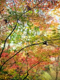 11.29日棲霞山實拍