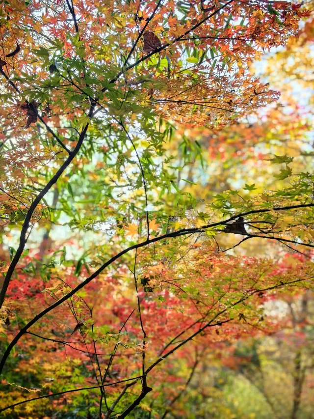 11.29日棲霞山實拍 11.29日棲霞山實拍