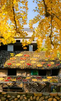 12.4實拍溫州銀杏王黃透了曬秋同框拍照