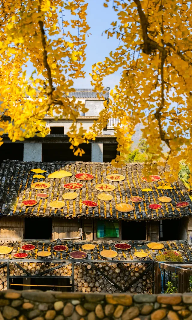 12.4實拍溫州銀杏王黃透了曬秋同框拍照 12.4實拍溫州銀杏王黃透了曬秋同框拍照