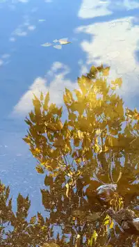 私藏！Live圖還原瀘沽湖冬日浪漫，金黃樹