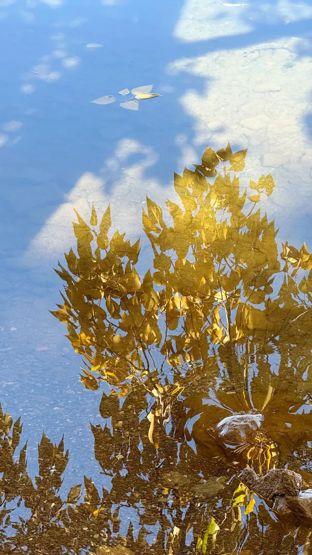 私藏！Live圖還原瀘沽湖冬日浪漫，金黃樹