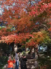 12.3魯迅公園秋日進度100％（附機位）