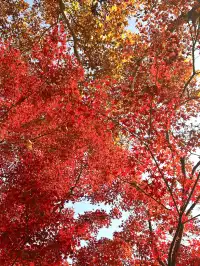 南京12月絕美秋色|玄武日落與鐘山秘境