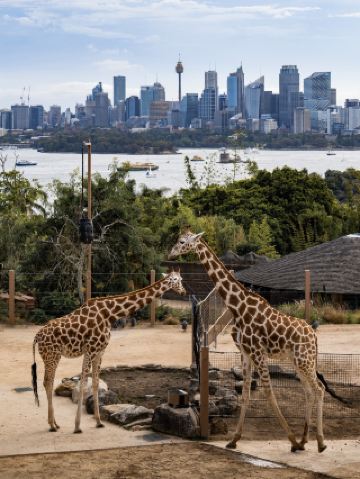 호주 | 남반구에서 가장 아름다운 스카이라인을 찾아서