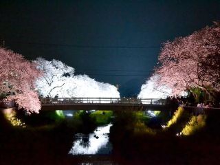 การแสดงแสงสีซากุระโนงาวะ: ภาพอันงดงามราวกับความฝัน ที่มีให้ชมเพียงคืนเดียวเท่านั้น