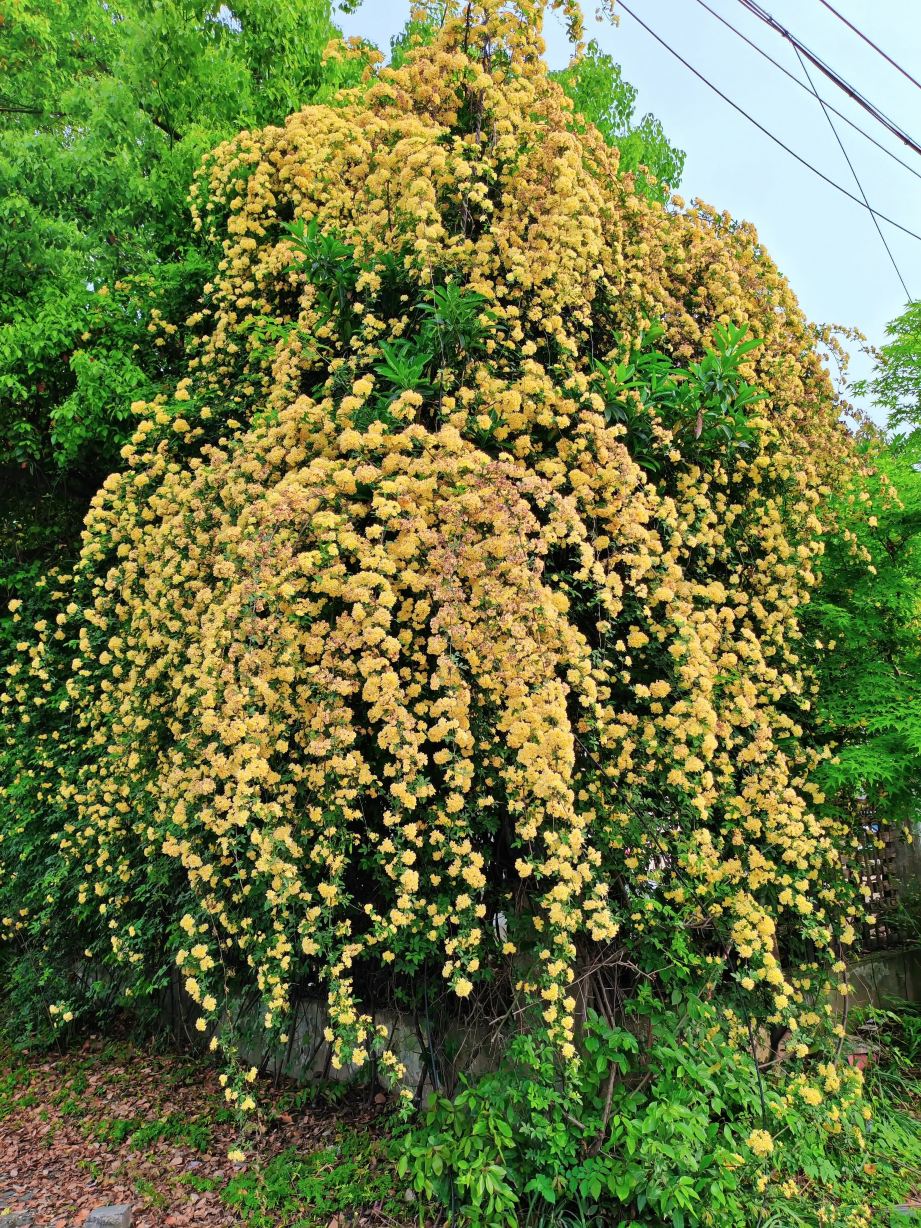 呉江の大規模な黄木香の花壁がとても写真映えします | Trip.com 蘇州