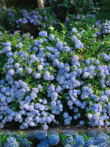 Kansai's oldest hydrangea, a must-visit hidden gem near Kyoto