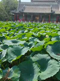 保定美景“蓮漪夏艷”:古蓮花池